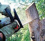 Tree and Shrub Care in Kemah, TX