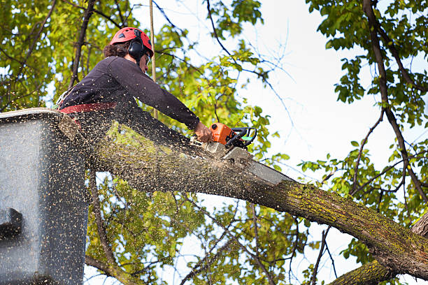 How Our Tree Care Process Works  in  Kemah, TX
